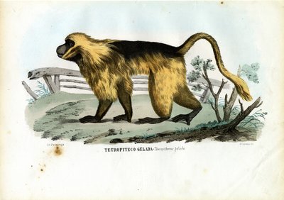 Gelada Baboon by Raimundo Petraroja